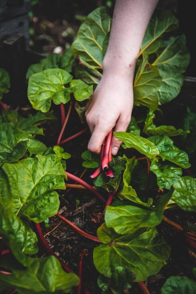 Which Is A Main Difference Between Urban And Rural Gardening?