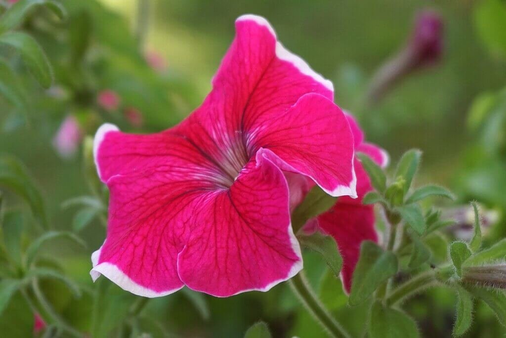 Best Ways To Create A Balcony Garden For Apartment Dwellers