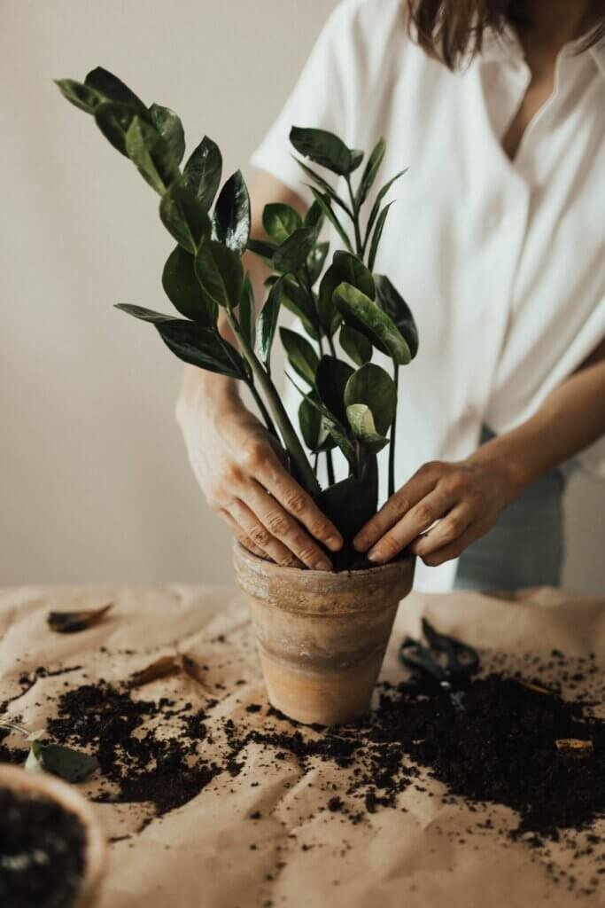 Container Gardening Front Door Plant Ideas