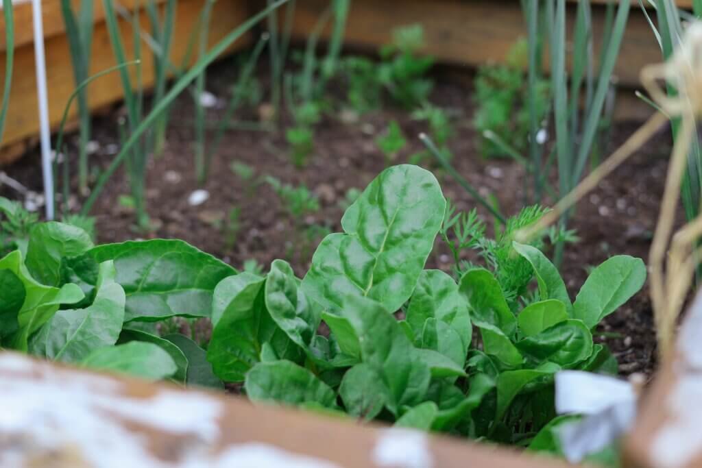 How Do You Grow Food In An Urban Environment?