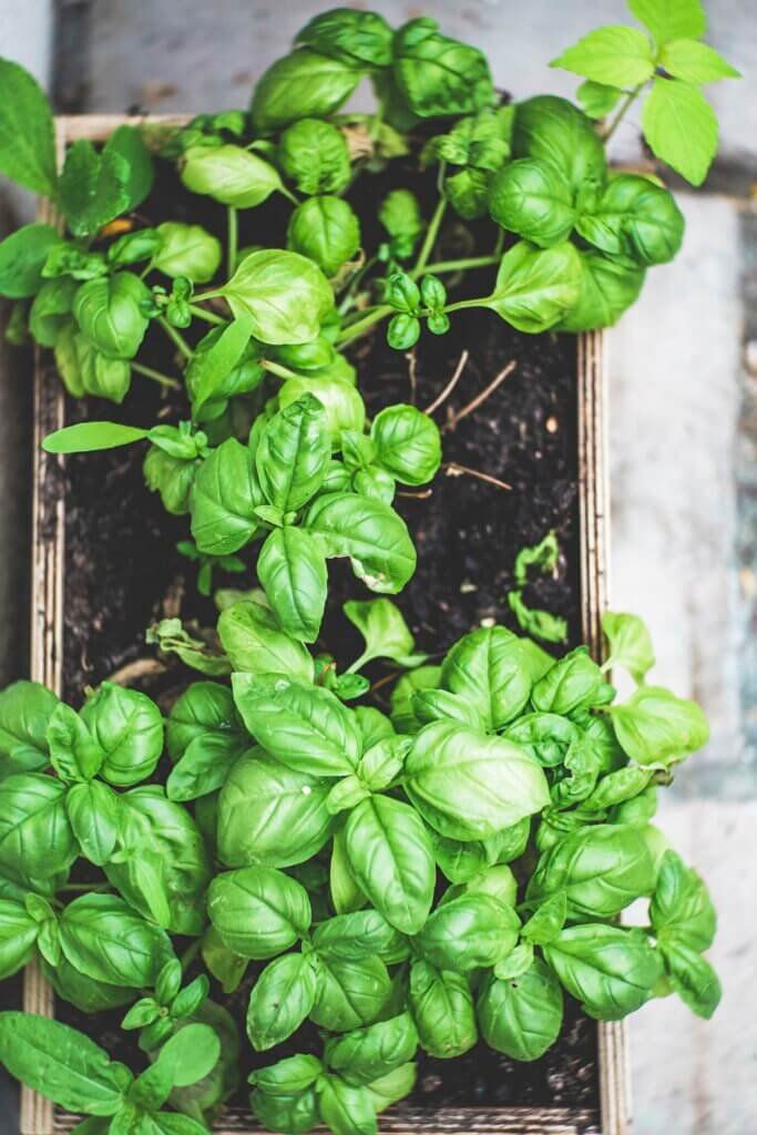 How Do You Grow Food In An Urban Environment?