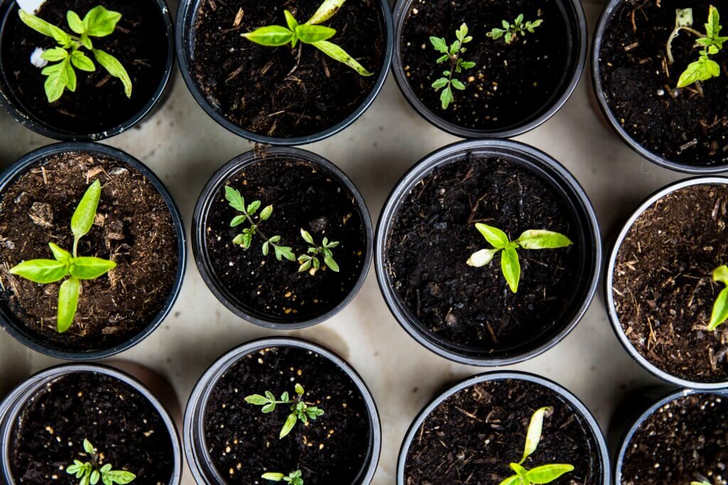 How Do You Grow Food In An Urban Environment?