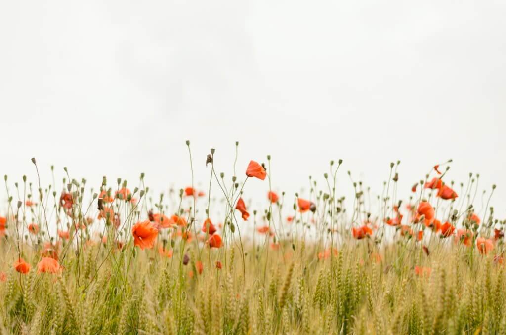 How Does Gardening Help Child Development?