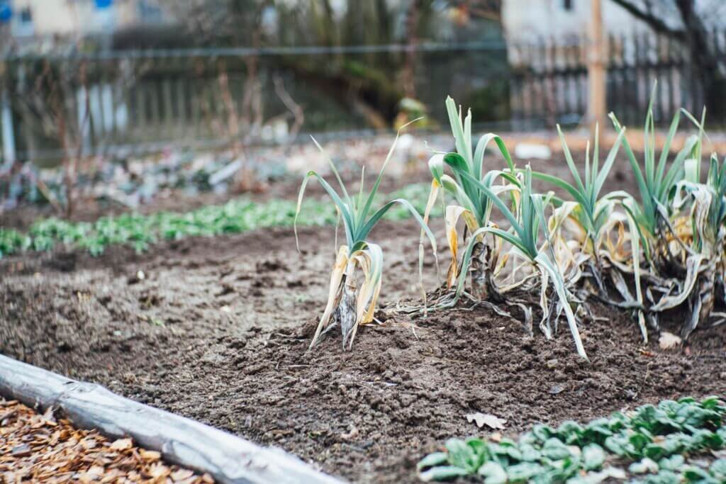 How Does Urban Farming Work?