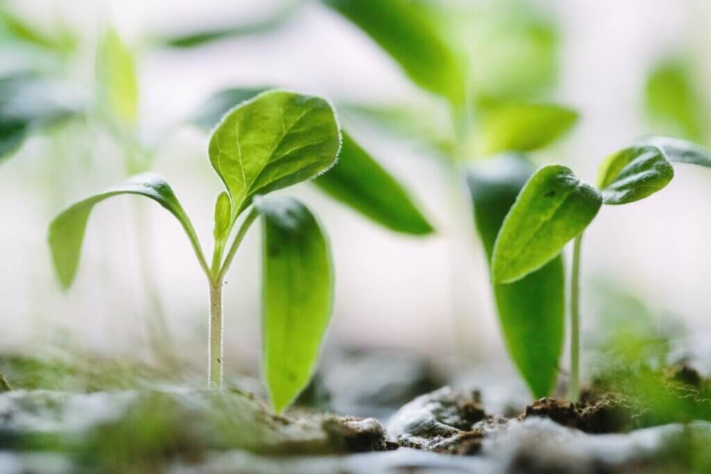 How Does Urban Farming Work?