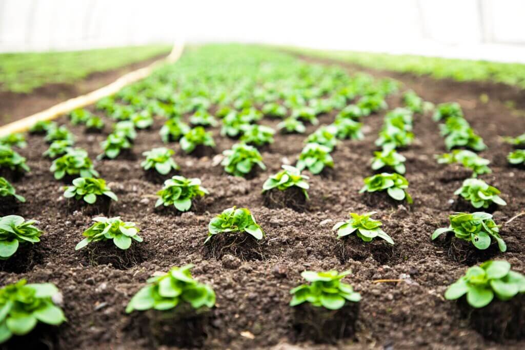 How To Build A Raised Bed Garden Sustainably