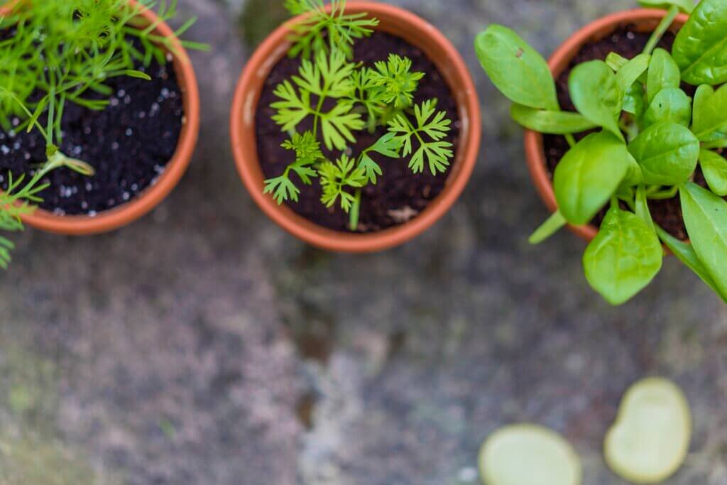 How To Build A Raised Bed Garden Sustainably