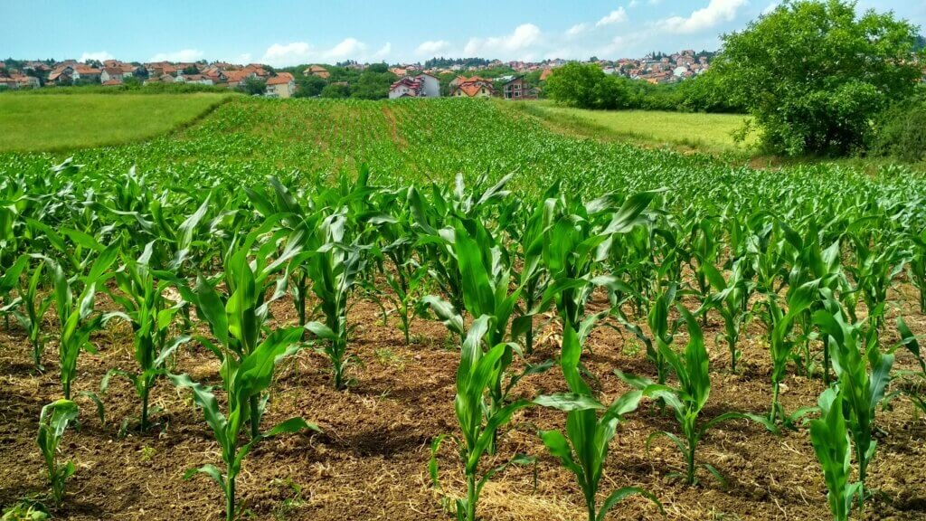 Is Gardening A Type Of Agriculture?