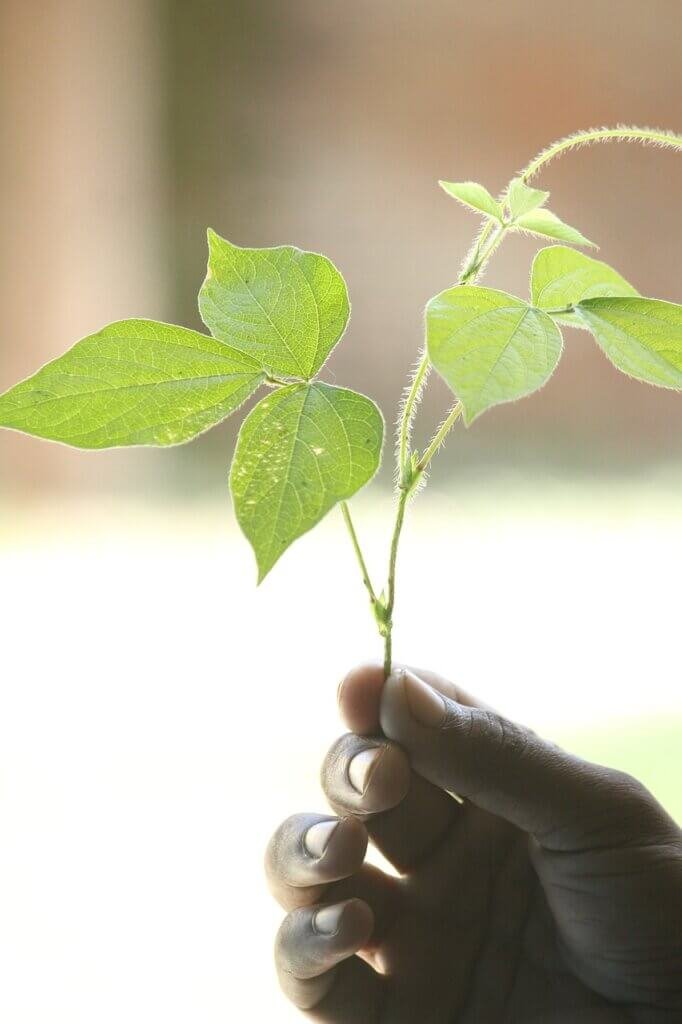 Is Gardening An Environmental Activity?