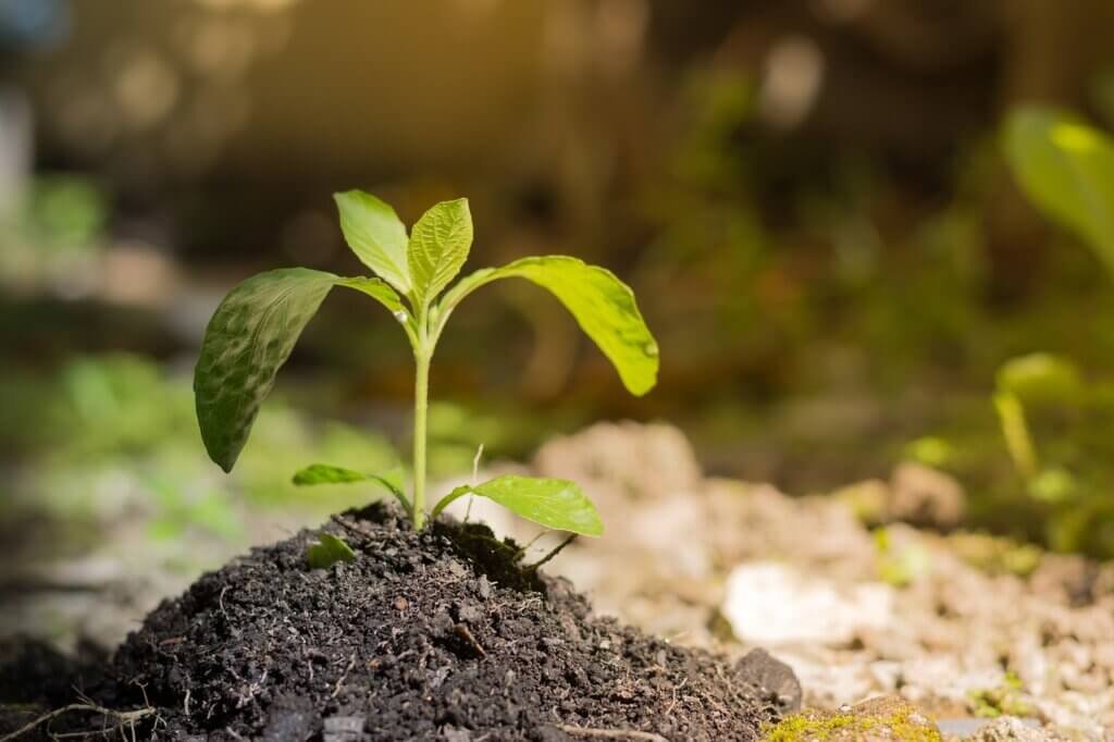 Is Gardening An Environmental Activity?