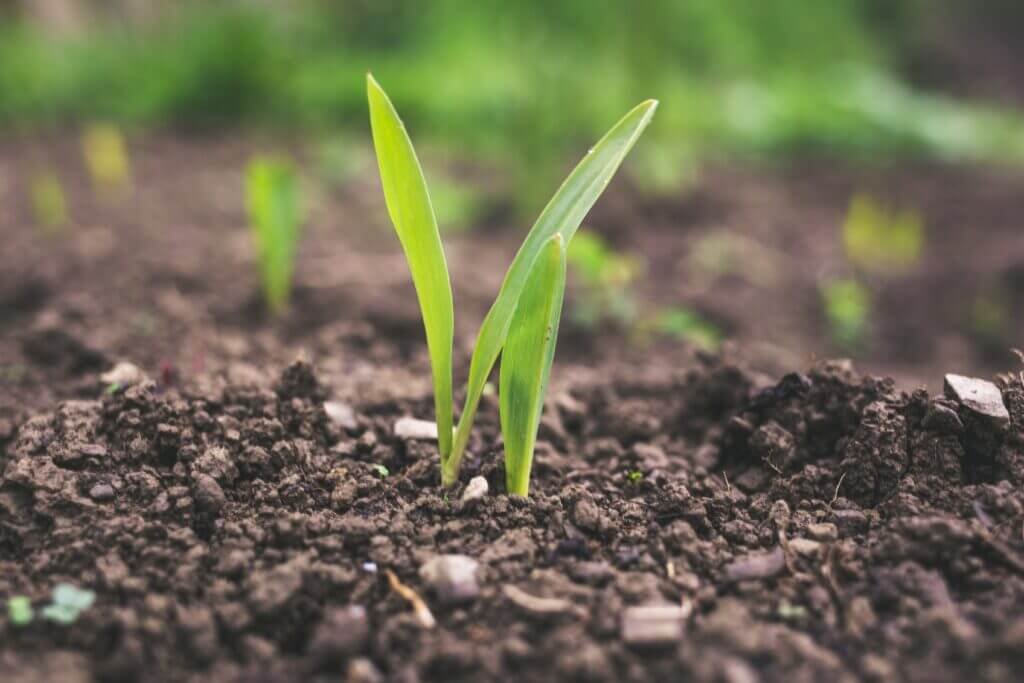 Is There A Difference Between Gardening And Farming?