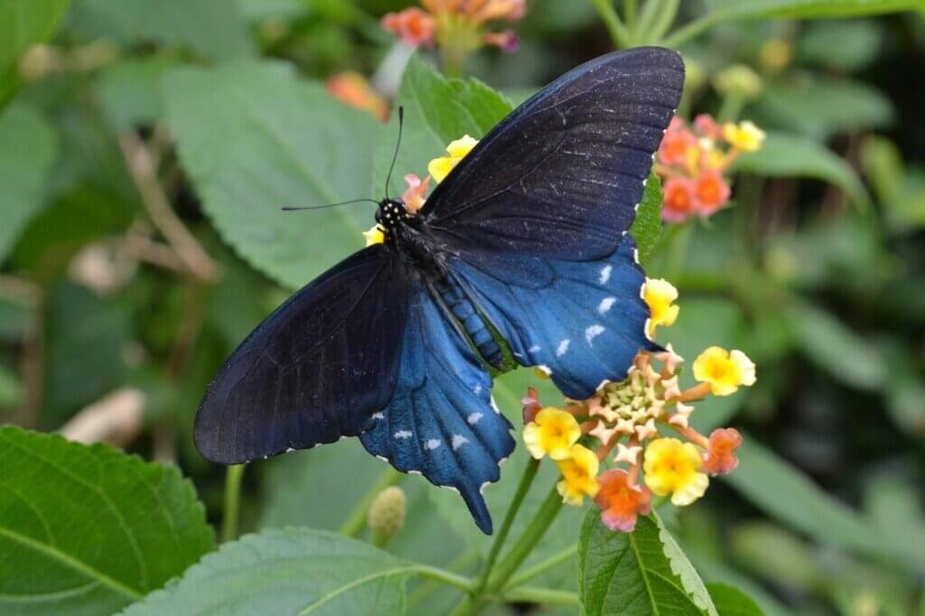 What Are The Best Eco-Friendly Ways To Attract Butterflies To Your Garden?