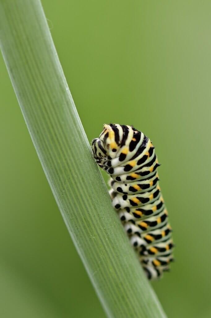 What Are The Best Eco-Friendly Ways To Attract Butterflies To Your Garden?