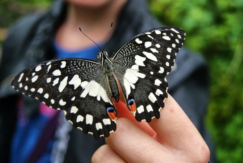 What Are The Best Eco-Friendly Ways To Attract Butterflies To Your Garden?