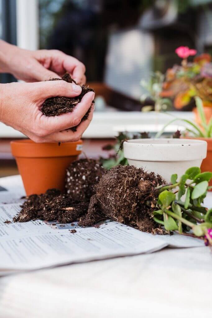 Why You Should Compost In Your Garden