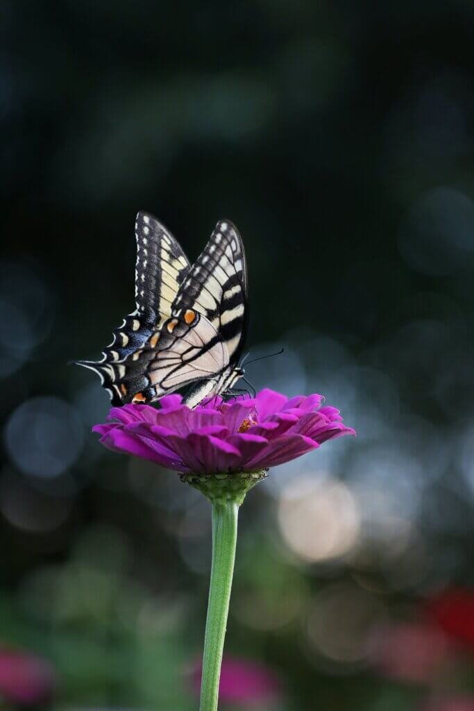 Tips For Attracting Beneficial Insects To Your Garden