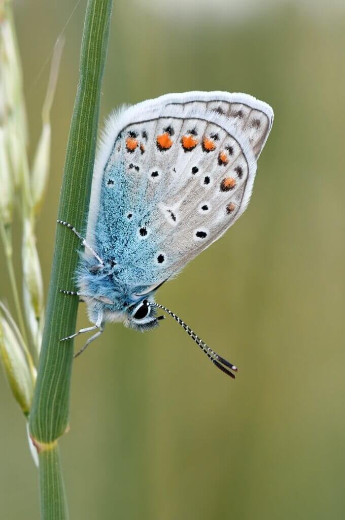 Tips For Attracting Beneficial Insects To Your Garden