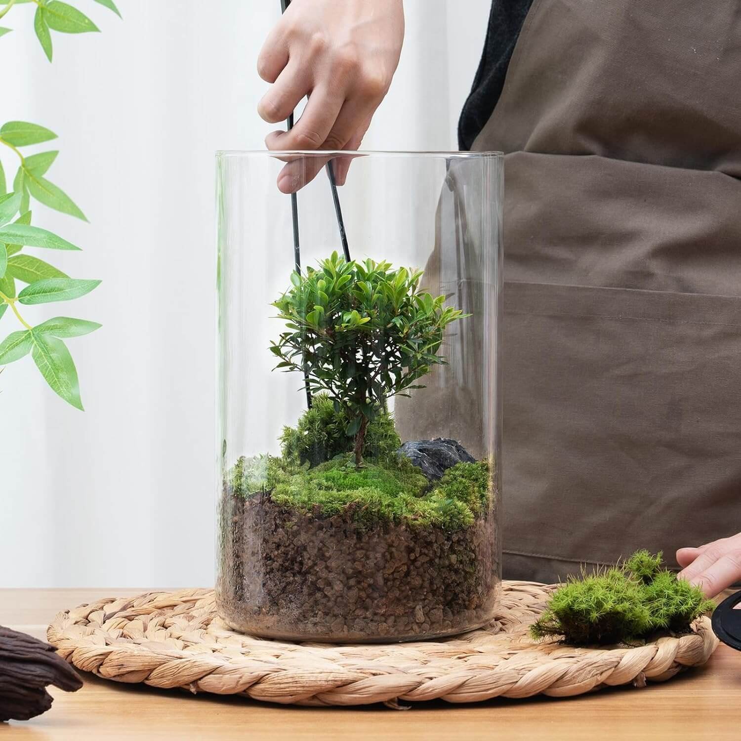 desktop glass plant terrarium review