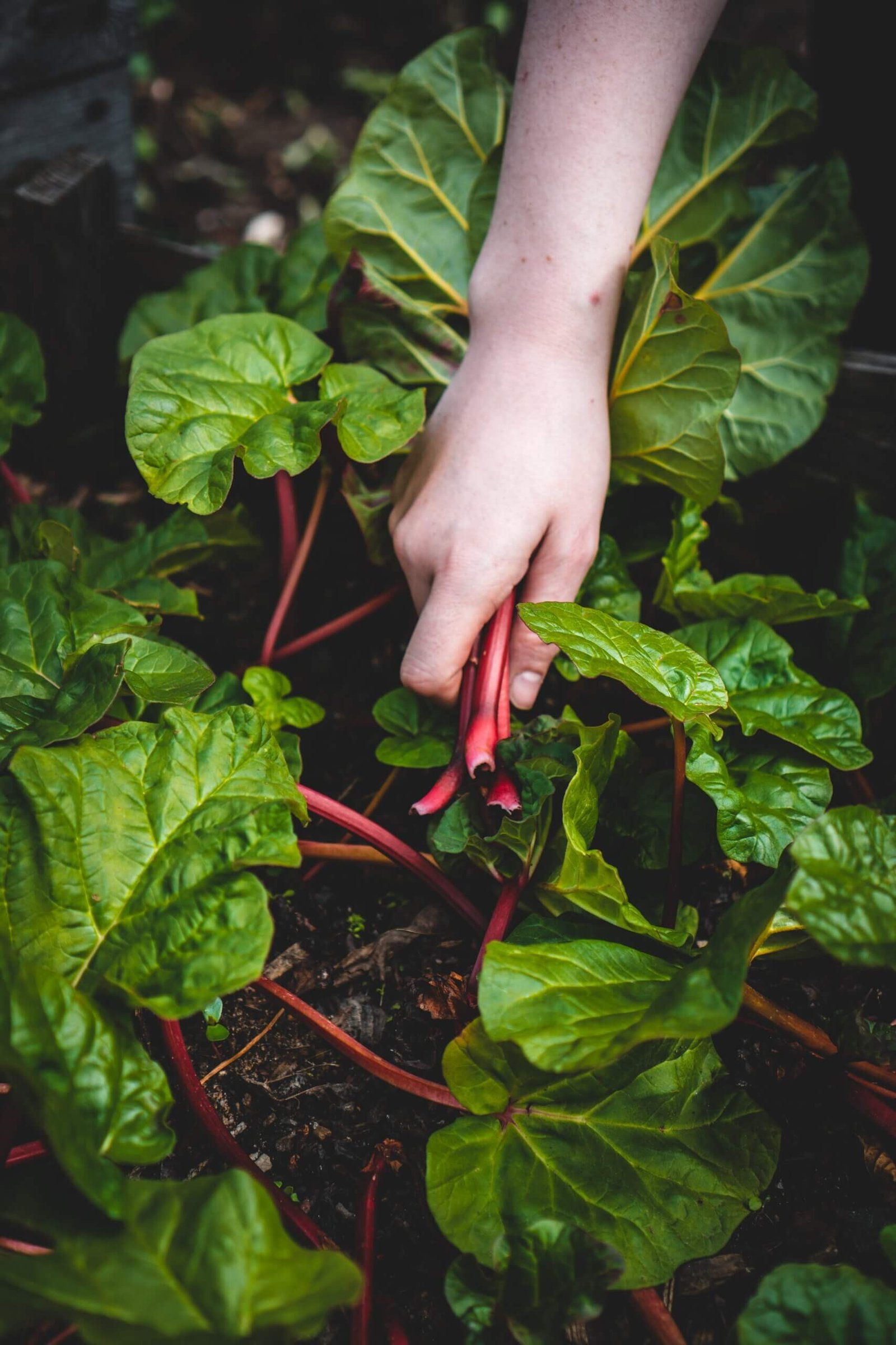 herb container gardening ideas 6 scaled