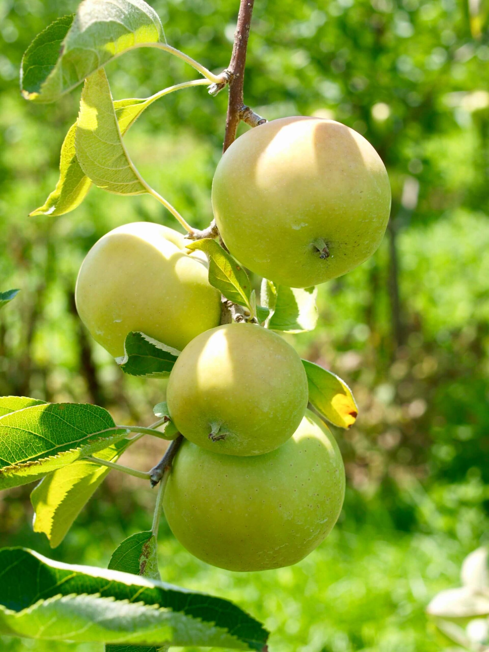 creating a chemical free garden 1 scaled